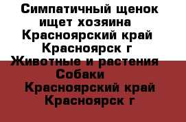 Симпатичный щенок ищет хозяина - Красноярский край, Красноярск г. Животные и растения » Собаки   . Красноярский край,Красноярск г.